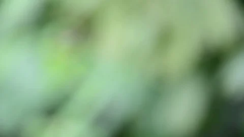 Closeup shot of heavy rain Stock Footage 76602286