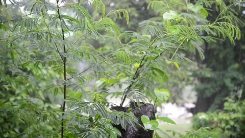 Closeup shot of heavy rain Stock Footage 76603056