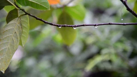 Closeup shot of heavy rain Stock Footage 76603842