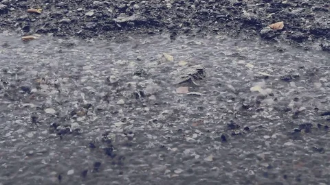 Closeup shot of heavy rain on road/Rain Road Stock Footage 80061173