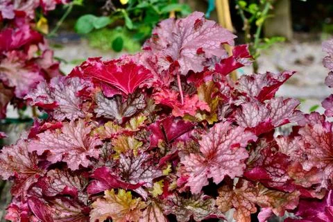 Closeup shot of Heuchera Ruby Tuesday plant against blur background Stock Photos