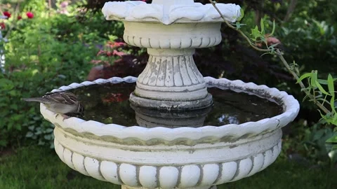 Closeup shot  of the House Sparrow  is drinking water from the fountain Stock Footage 155208587