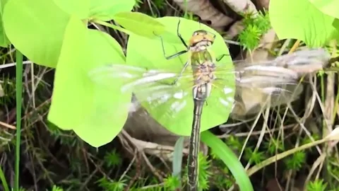 Closeup shot of a huge dragonfly standing on a wet green life in the plitvice Stock Footage 131868957