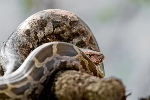 Closeup shot of an Indian python on a branch with its head popping from its curv Stock Photos