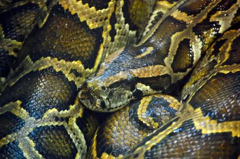 Closeup shot of an Indian python in a zoo 库存照片
