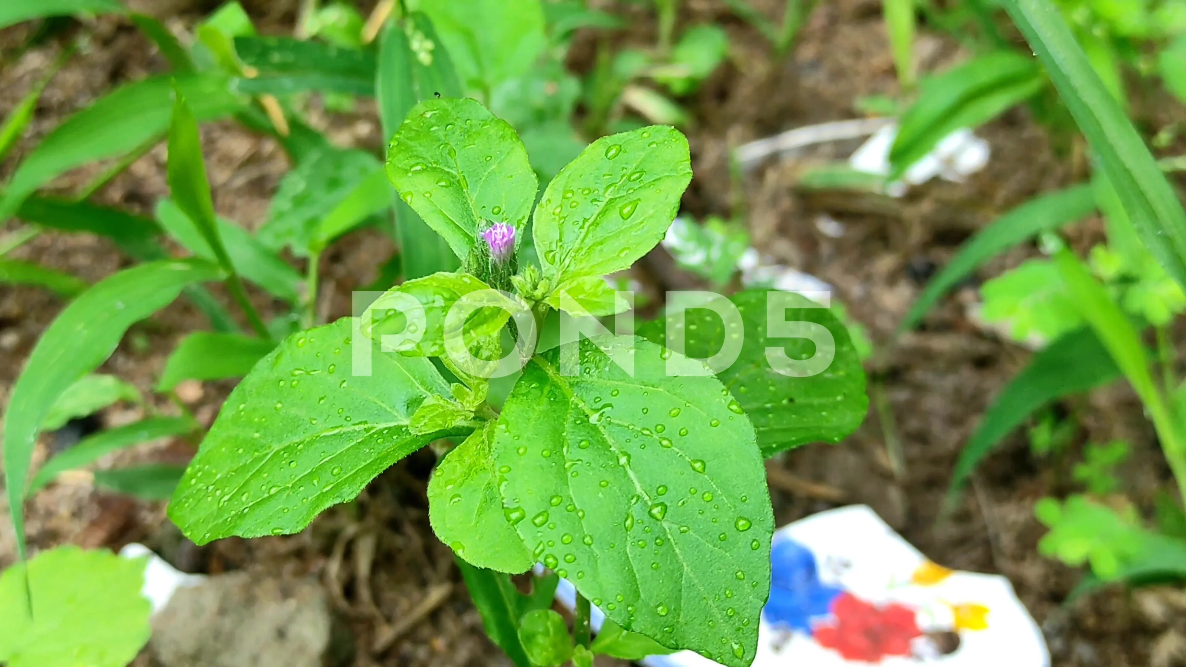 Closeup Shot Of Jangli Pudina Plant