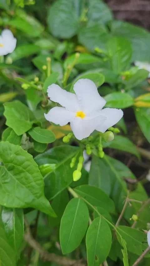 Closeup shot of Jasmine flower Stock Footage 286255226