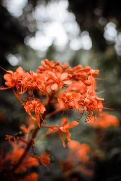 Closeup shot of a java glorybower (cleodendrum speciosissimum) flower on a blurr Stock-Fotos