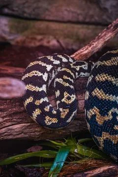 Closeup shot of the jungle carpet python rolled up around a wood Stock Photos