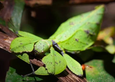 Closeup shot of a leaf-insect, phylliidae Stock Photos