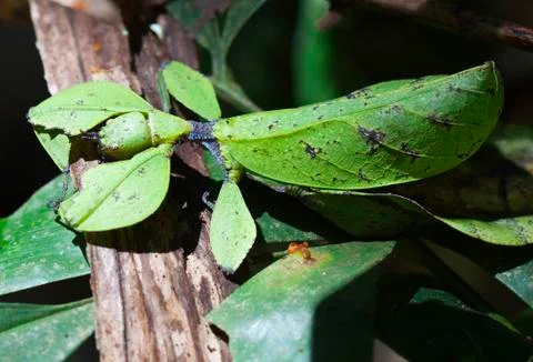 Closeup shot of a leaf-insect, phylliidae Stock Photos