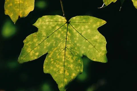 Closeup shot of a leaf of a maple tree Stock Photos