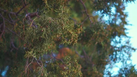 Closeup shot of leaves of the Juniper tree growing on the Himalayan mountain Stock Footage 317748910