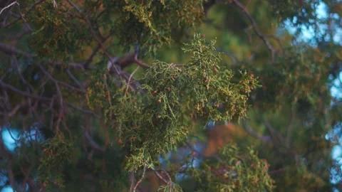 Closeup shot of leaves of the Juniper tree growing on the Himalayan mountain Stock Footage 318357543