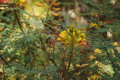 Closeup shot of leaves on tree branches and flowers that have yet to bloom Stockfoto's