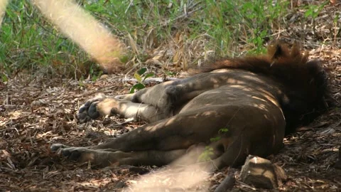 A closeup shot of a lion sleeping peacefully in the forest. Stock Footage 341347596