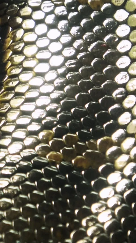 Closeup shot of the living Burmese python skin, 4K Видео 345114343