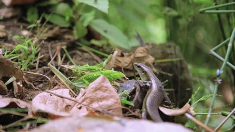Closeup Shot Lizard eat Flies, Hunter Video stock 132264809
