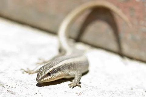 Closeup shot of a lizard Foto stock