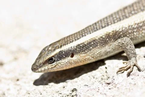 Closeup shot of a lizard Stock Photos