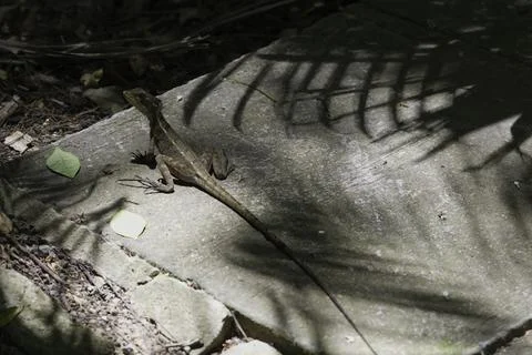 Closeup Shot Of Lizard On The Rocks Stock Photos