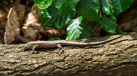 Closeup shot of a lizard on a tree trunk in a forest 스톡 사진