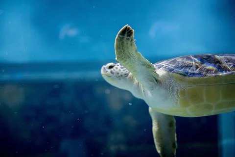 Closeup shot of a loggerhead sea turtle underwater with a blurred background Stock Photos