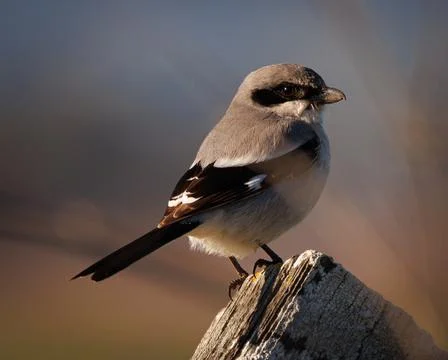 Closeup shot of a Loggerhead Shrike perching on a wooden fence against a blurred Stock Photos