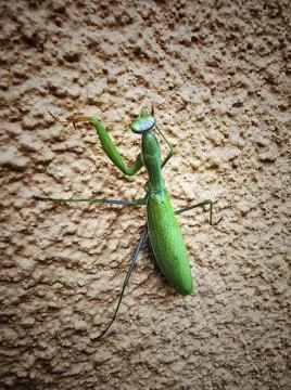 Closeup shot of a mantis Stock Photos