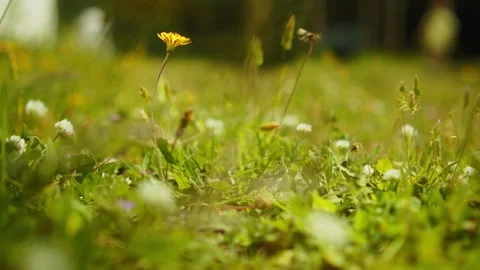 Closeup shot of meadow with blooming spring flowers. Stock Footage 306116489