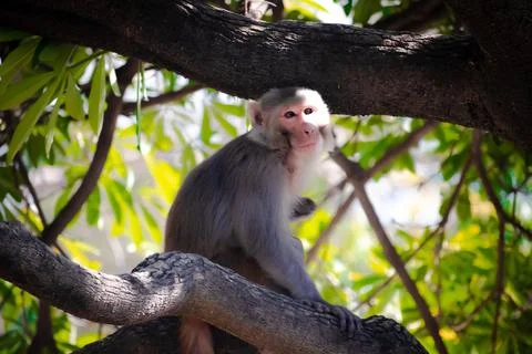 Closeup shot of a monkey sitting on a tree branch against a blurred background Stock Photos