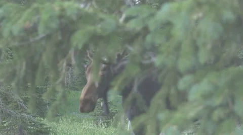Closeup shot of Moose Walking 4K Stock Footage 57405664