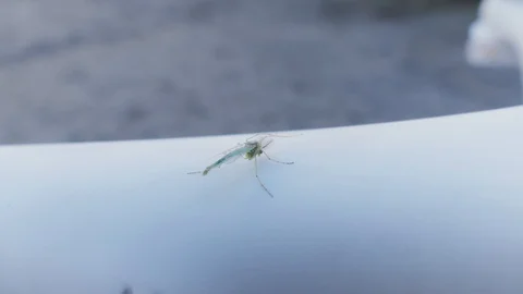Closeup shot of Mosquito on plastic Stock Footage 114625867