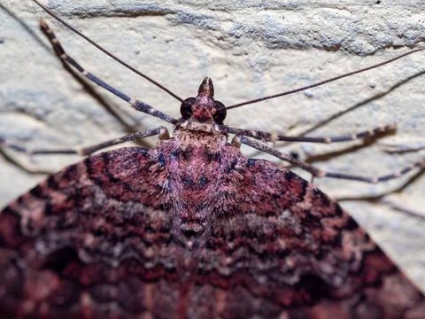 Closeup shot of a moth Stock Photos