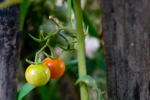 A closeup shot of multicolor cherry tomatoes hanging in an Indian garden. Stock Photos