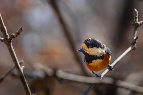Closeup shot of a multicolored bird sitting on top of a tree branch Stock Photos