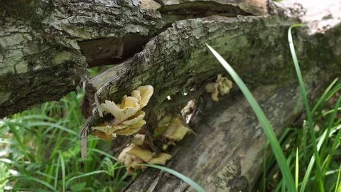 Closeup shot of mushrooms growing on a trunk of fallen tree in a woods Stock Footage
