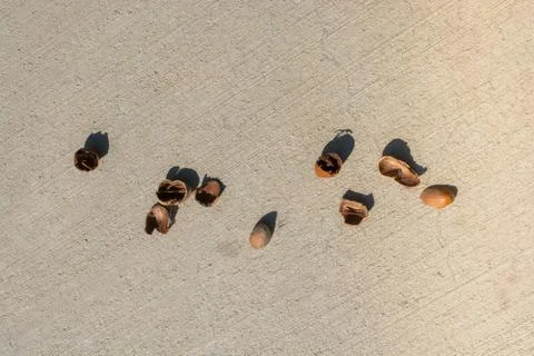 Closeup shot of nutshells on the ground Stock Photos