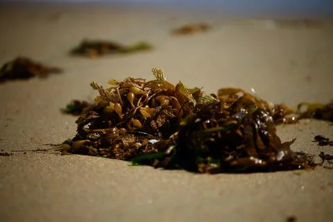 Closeup shot of the ocean plants on the sand on Newport Beach, California Stock Photos
