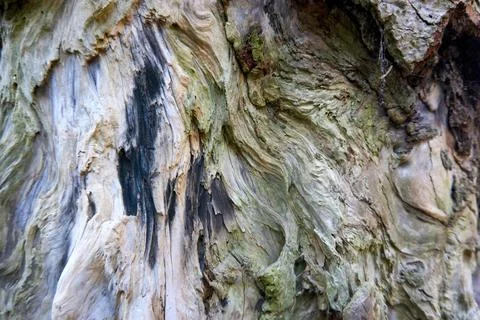 Closeup shot of an old bumpy tree bark texture in the forest Stock Photos