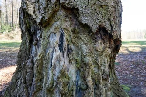Closeup shot of an old bumpy tree bark texture in the forest 写真素材