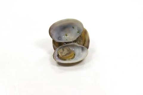 Closeup shot of an open clam shellfish seafood isolated on a white background Stock Photos