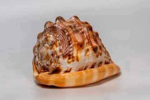 Closeup shot of an orange seashell in front of a white background Stock Photos