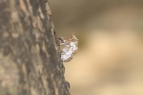 Closeup shot of the outer skin shell of a Cicada insect. Stock Photos