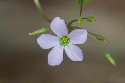 Closeup shot of an Oxalis triangularis under the sunlight Stock Photos