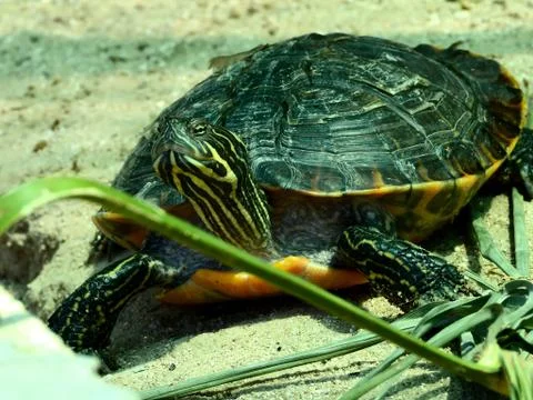 Closeup shot of a painted turtle under the sunlight Foto stock