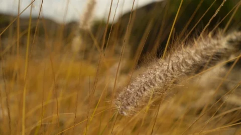 Closeup Shot of Pampas Grass Dancing With the Wind Stock Footage 114174337