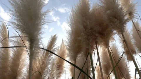 Closeup shot to pampas grass with nice stabilezed Stock Footage 142049498