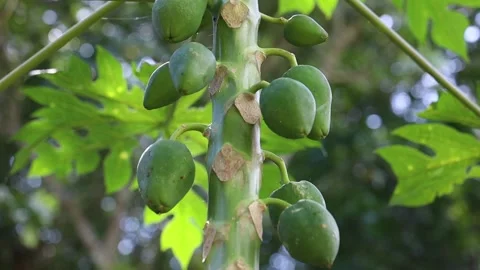 Shredding Green Papaya Casually By Slice Stock Footage Video (100%  Royalty-free) 1008113608
