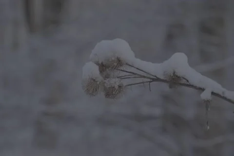 CloseUp Shot - Park Tree Branch Snow Winter Day - VLOG Stock Footage 168905136